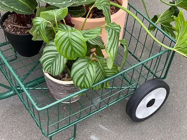 Plants Trolley